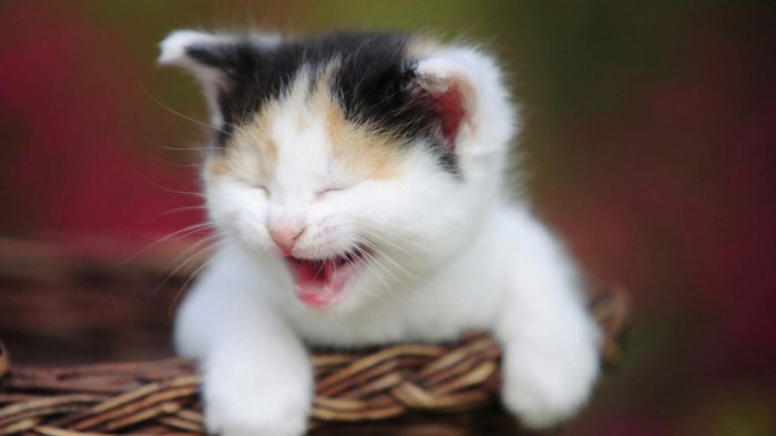 06 divertidos Gatos Fotos en Blanco y gatitos de risa