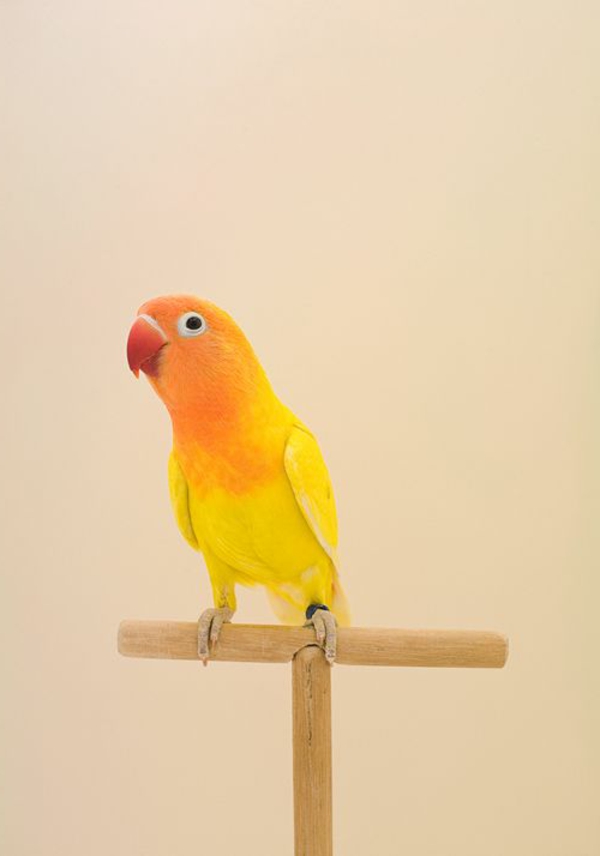 оранжево папагал-червено-оранжево-жълт