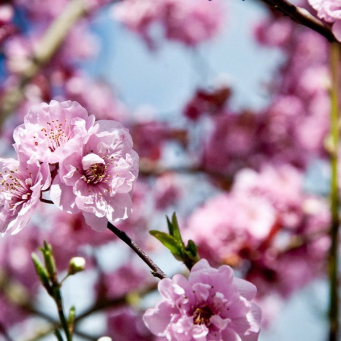8-vaaleanpunaisia ​​kukkia symboli keväällä