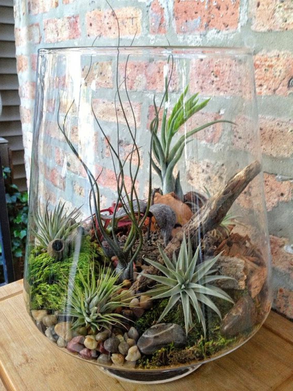 perustaa terrarium - monia kasveja siinä