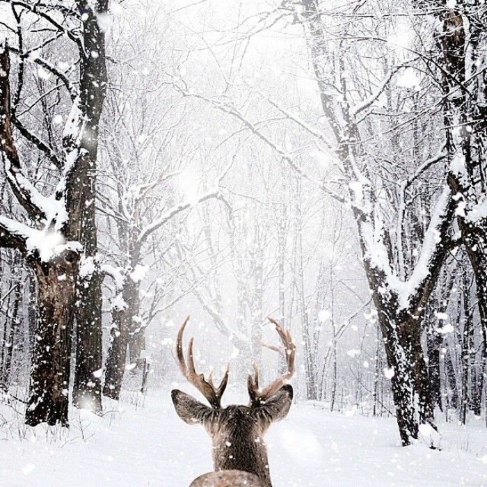 森林雪冬季主题雄鹿冬季凉爽的照片图像