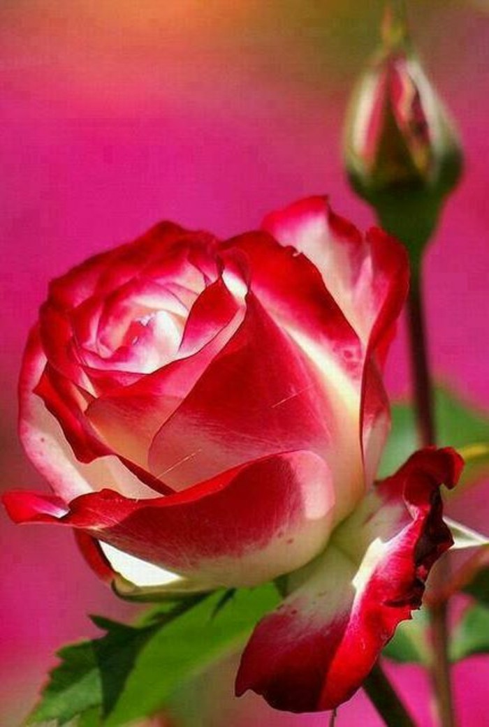गुलाब एक आंख और एक खिलने के साथ चित्र
