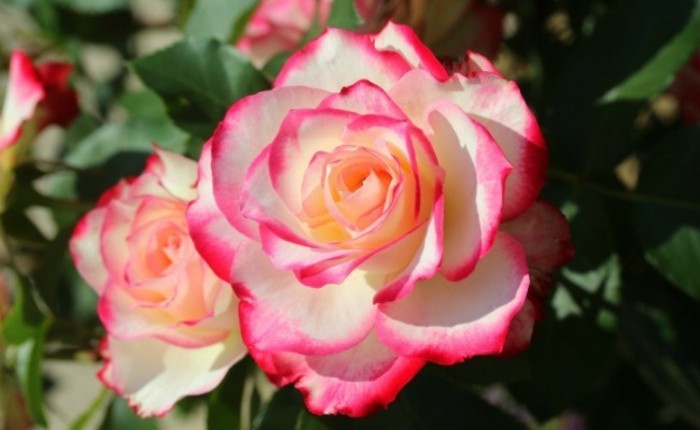 Kuva Rose vaaleanpunainen-to-the-Randen