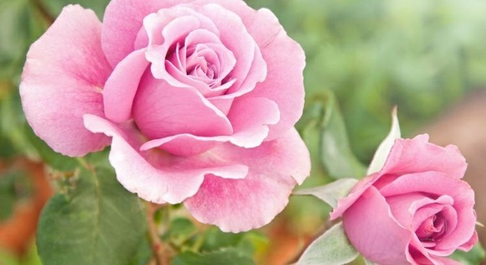 गुलाब बहुत उज्ज्वल-गुलाबी रंग के साथ चित्र