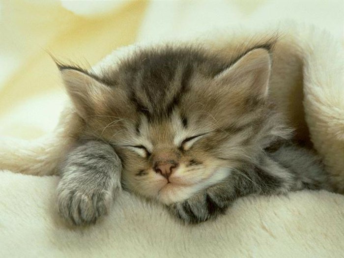 Foto del gato del bebé dormir gatito