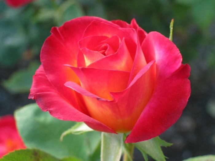 Kuvia Rose-kukka-niin-lyhyen