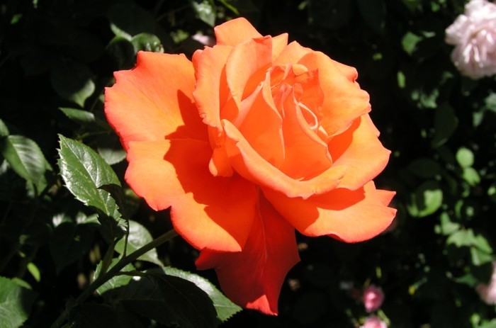 एक गुलाब-अलेक्जेंडर गुलाब का चित्र