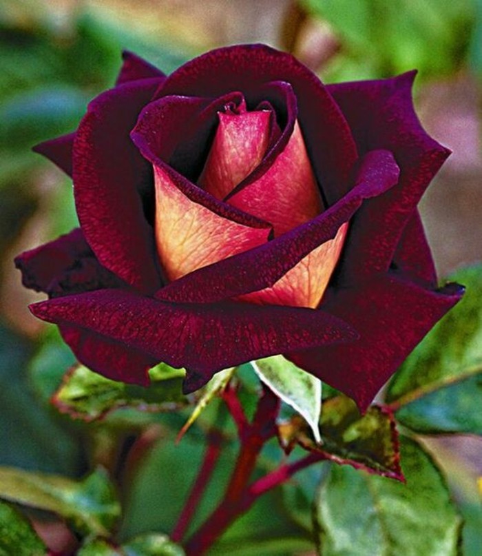गहरे लाल रंग में गुलाब का चित्र