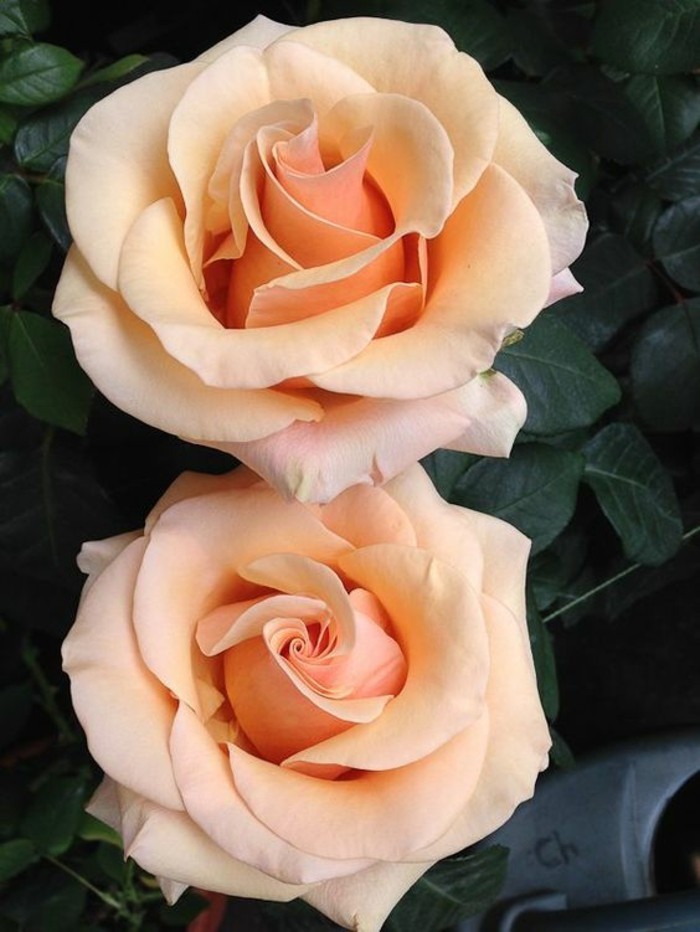 Kuva Rose-valossa oranssi väri
