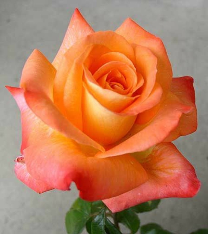 नारंगी रंग में गुलाब का चित्र