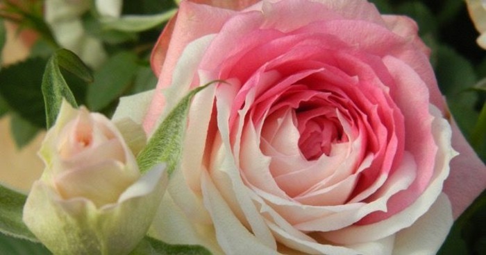 दो रंग में गुलाब का चित्र