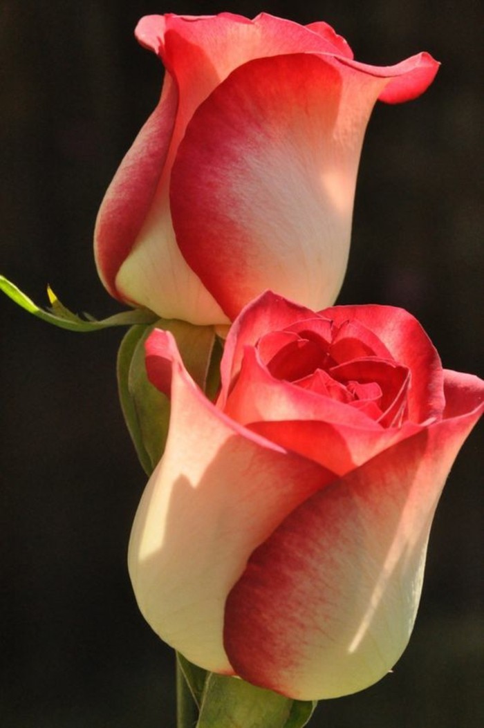 गुलाब दो फूलों का चित्र