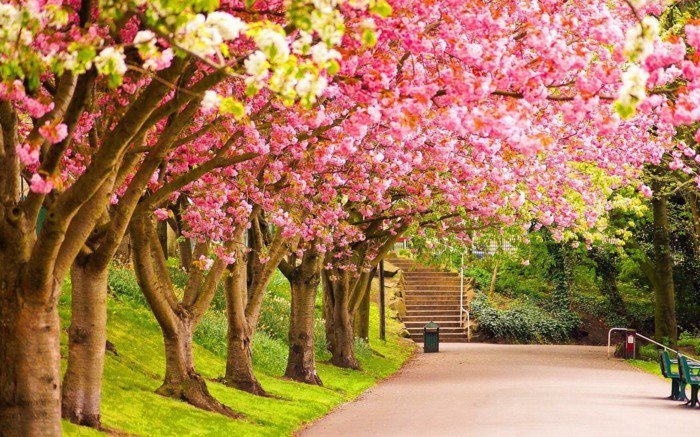 Flowertrees-as-symboli Spring