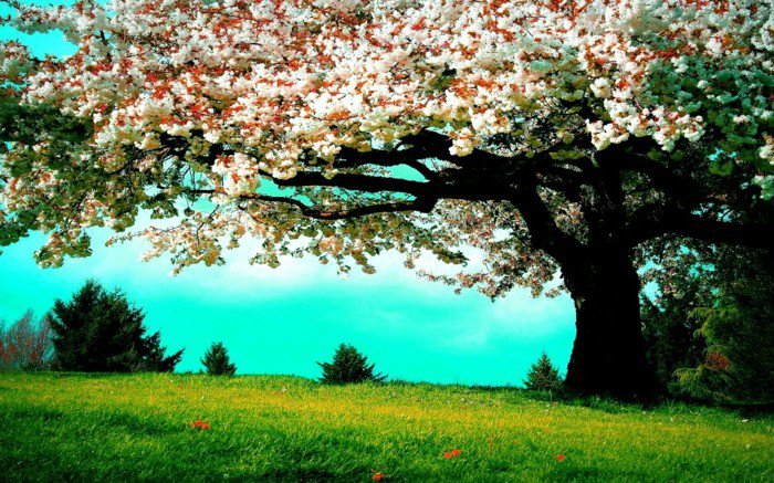עץ פריחת הדשא באביב-טרי