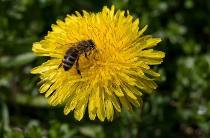 ذروة الهندباء مع-النحل