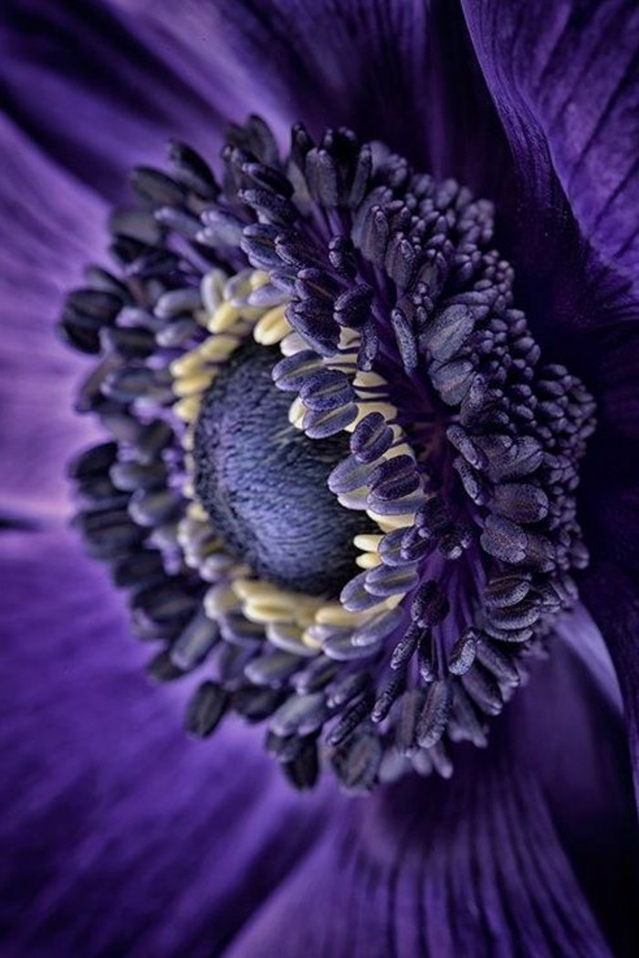 Fotos Flor púrpura Flor-en-púrpura oscuro de color fotografiado-de-nah
