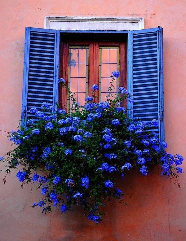 Flor cuadro-por-los-balcón-azul marcos de ventana azul de la flor