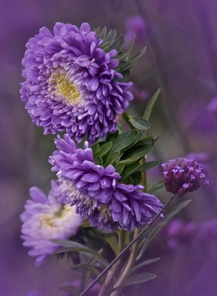 Flor púrpura variedades adecuadas-by-the-otoño fotos de la flor tornillo de playa