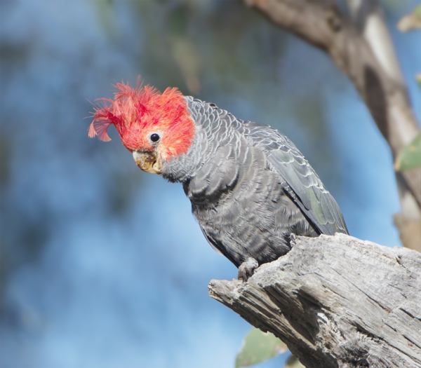 Callocephalon_fimbriatum_toller Parrot πολύχρωμο παπαγάλος cockatoo-ταπετσαρία παπαγάλο ταπετσαρία