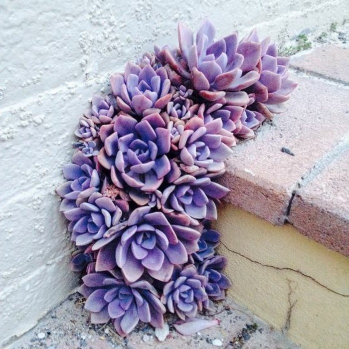Deco idea-púrpura planta-que-escaleras Decoración