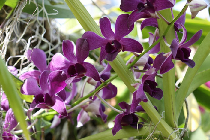 Dendrobium प्रजातियों Orhideen-इन-बैंगनी