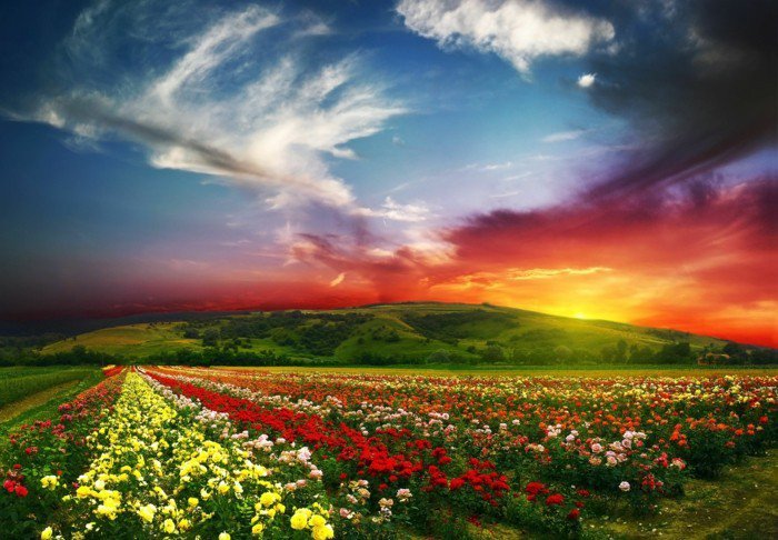 שדה-עם-פנטסטי-פרחים-יפה-שמימיים קרניים