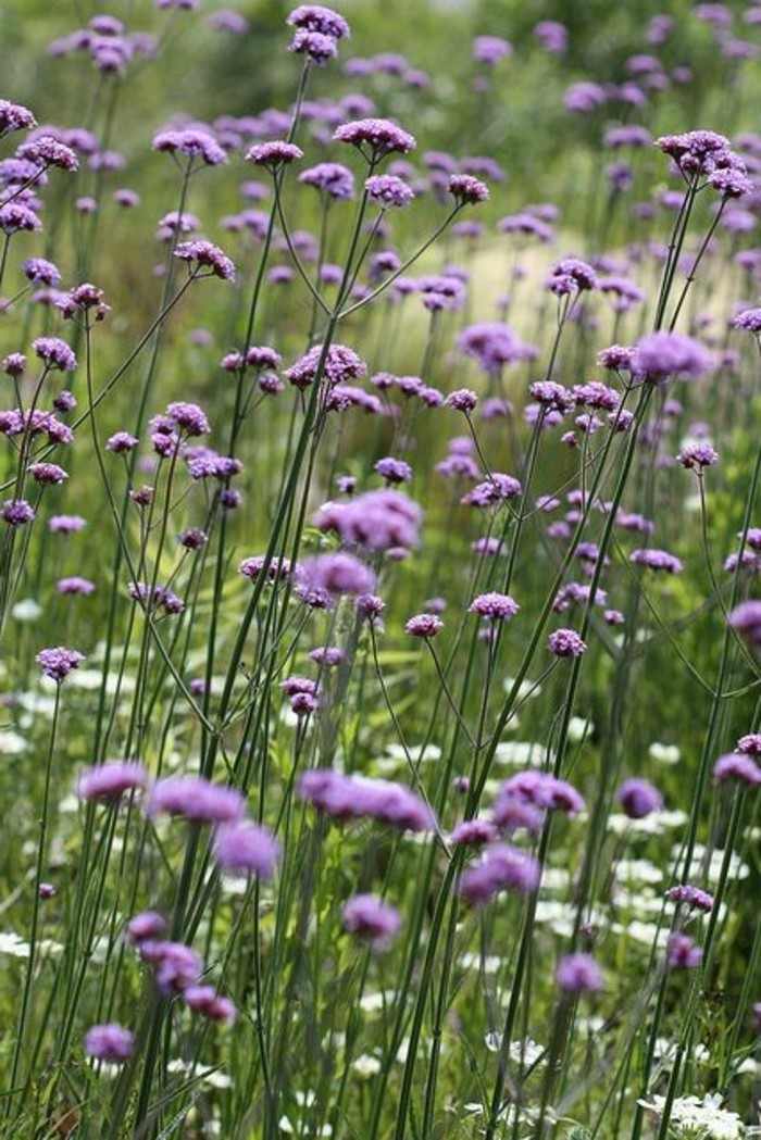 El campo-con-púrpura-Verbena-Bonariensis