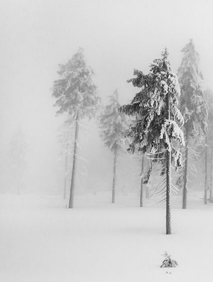 森林在冬季冬季图片的照片