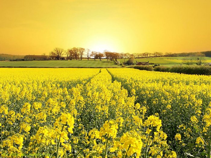 Spring kuvat Field keltaisia ​​kukkia