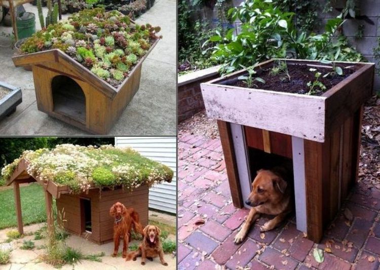 tejado ecológico-dog-casa-chic-noble particular