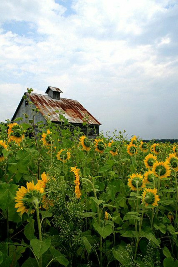 House Illinois auringonkukan kenttä Sky Luonto