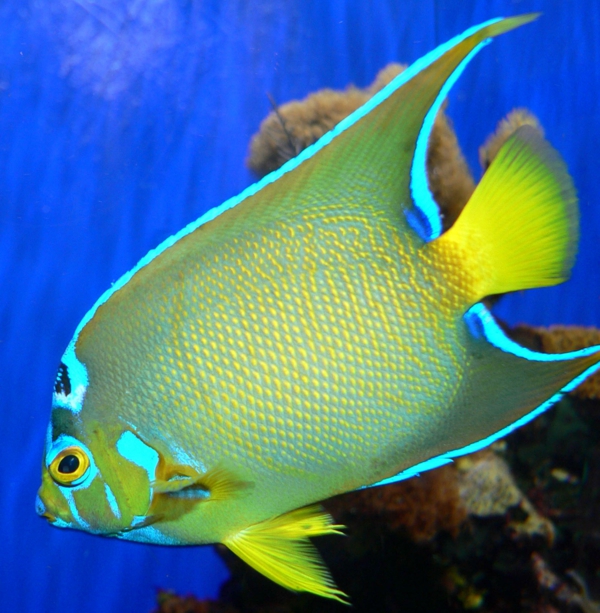 Holacanthus_ciliartolle-pictures-of-fish-amazing-fish-cool-pictures Piscis - imágenes