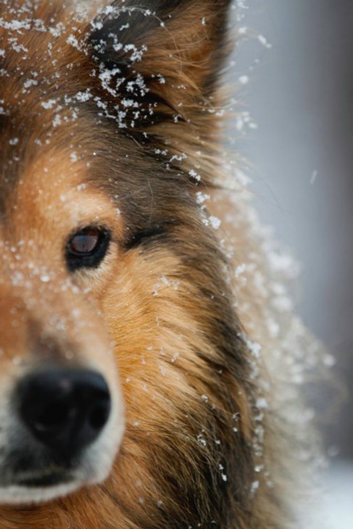 Razas-con-imagen hermosa de la foto del perro de la nieve