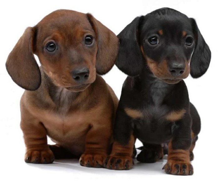 Razas-con-la imagen de dos pequeñas dachshund marrón-negro