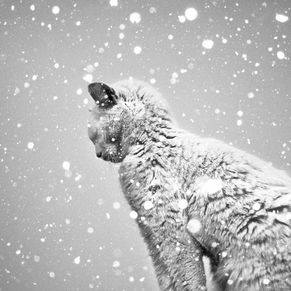פתיתי שלג חתול צילום בשחור לבן