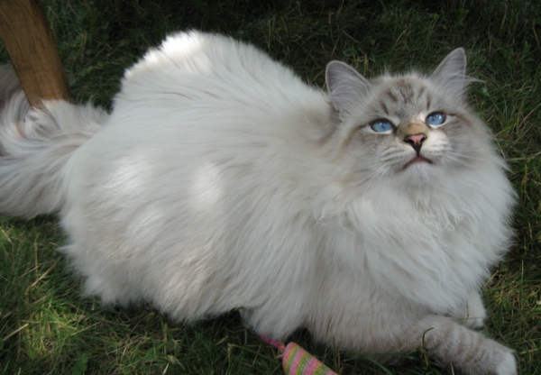 חתול על הדשא