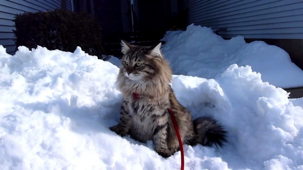 חתול השלג