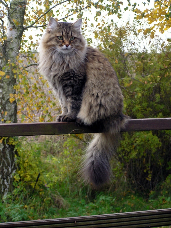 Cat-en-verano abrigo