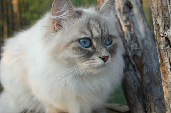 Siberian Cat-in-the-árboles