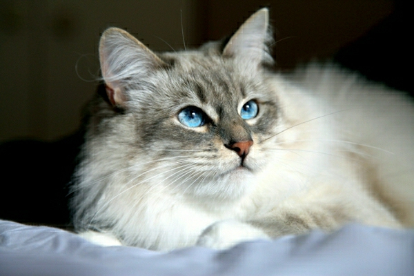 חתול עם עיניים כחולות