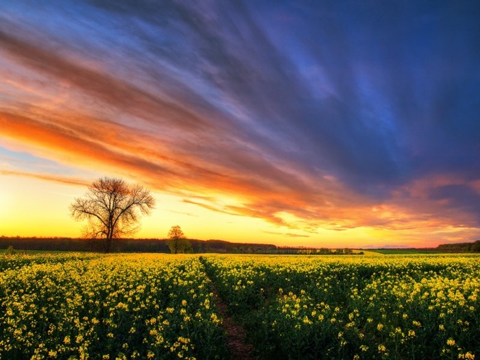 La fotografía de paisajes-on-a-campo-con-amarillo-flores