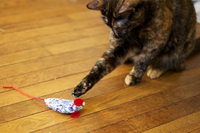 עכבר טינקר-by-the-cat-to-Play