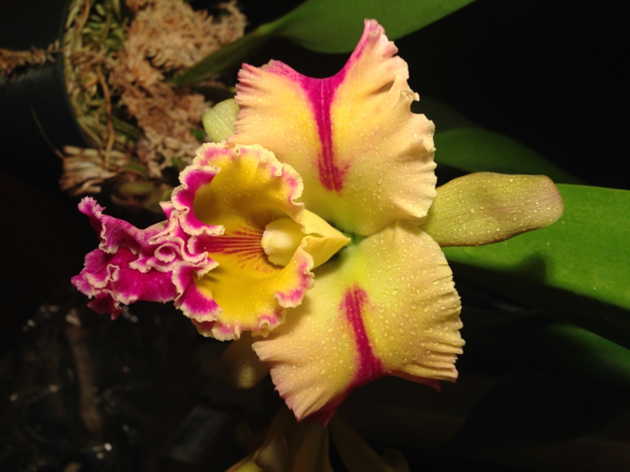 Orhideen lajit, keltainen ja ruusuinen