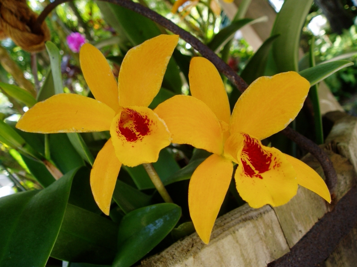 Orhideen laji-kelta-punainen