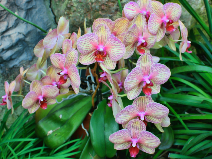 Orhideen प्रजाति सुंदर