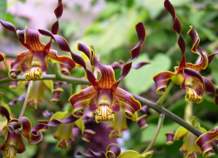 Orhideen laji-violetti-vihreä ja keltainen