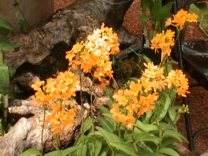 Orhideen प्रजाति नारंगी अगली पेड़