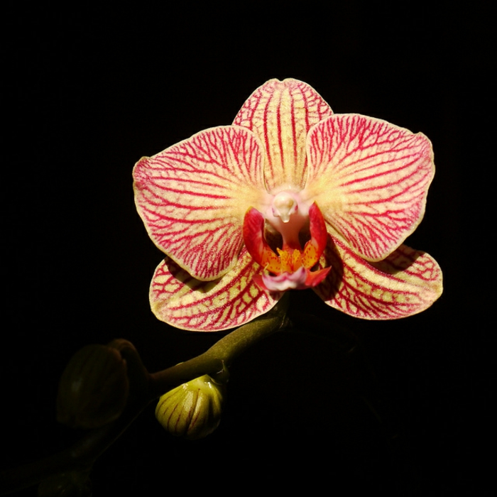 Orhideen lajeja, punainen ja musta tausta