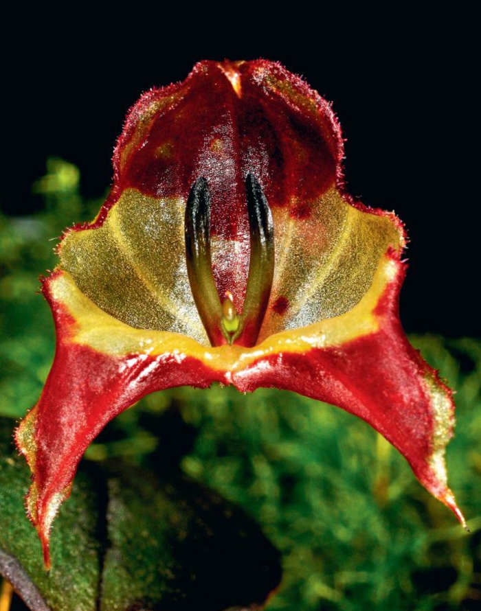 Orhideen प्रजाति लाल और हरे रंग