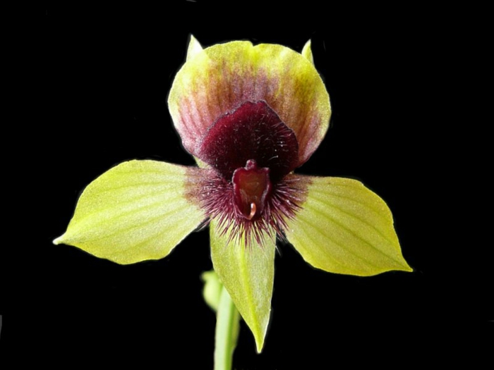 Orhideen प्रजाति काले पृष्ठभूमि पीला